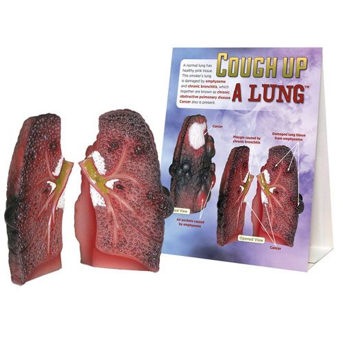 Cough Up A Lung Model Cough Up A Lung Model