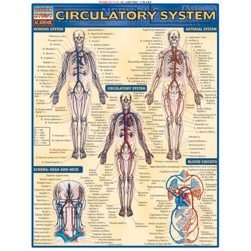 Circulatory System Poster Circulatory System Poster